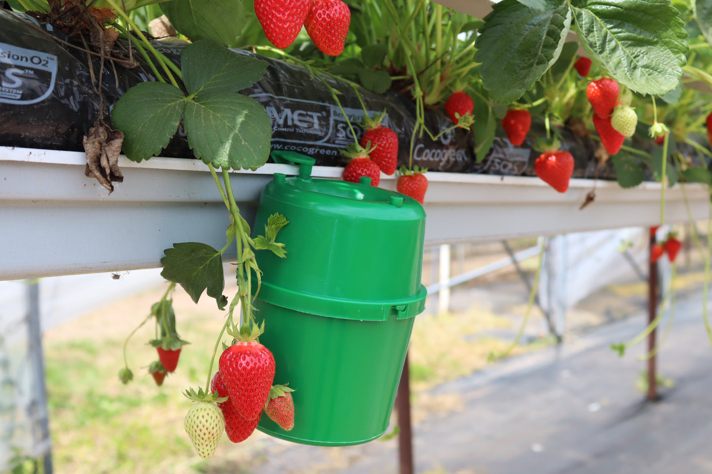 Earwig Catcher Trap