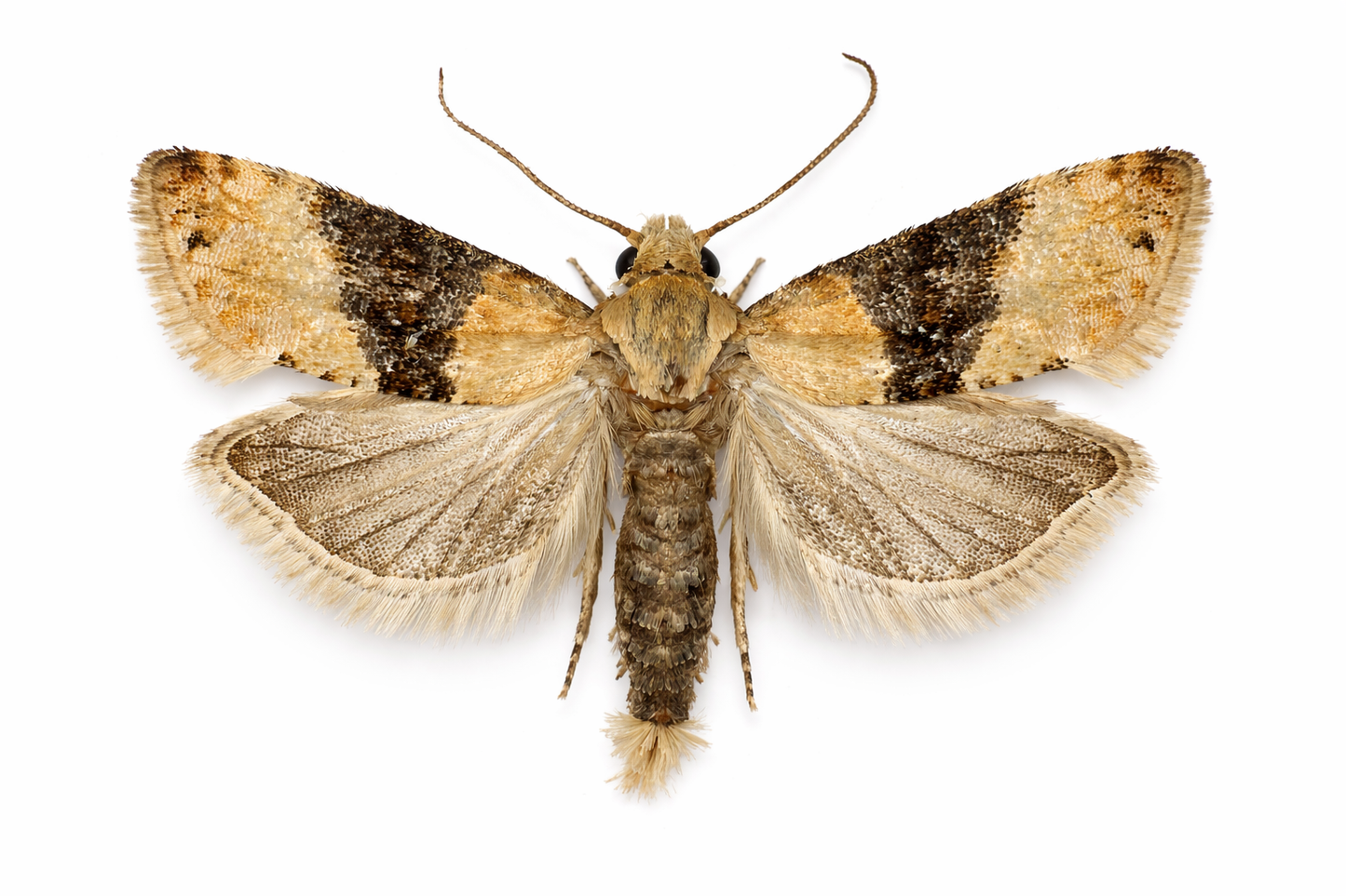 Grape Berry Moth (Eupoecilia ambiguella) Lure