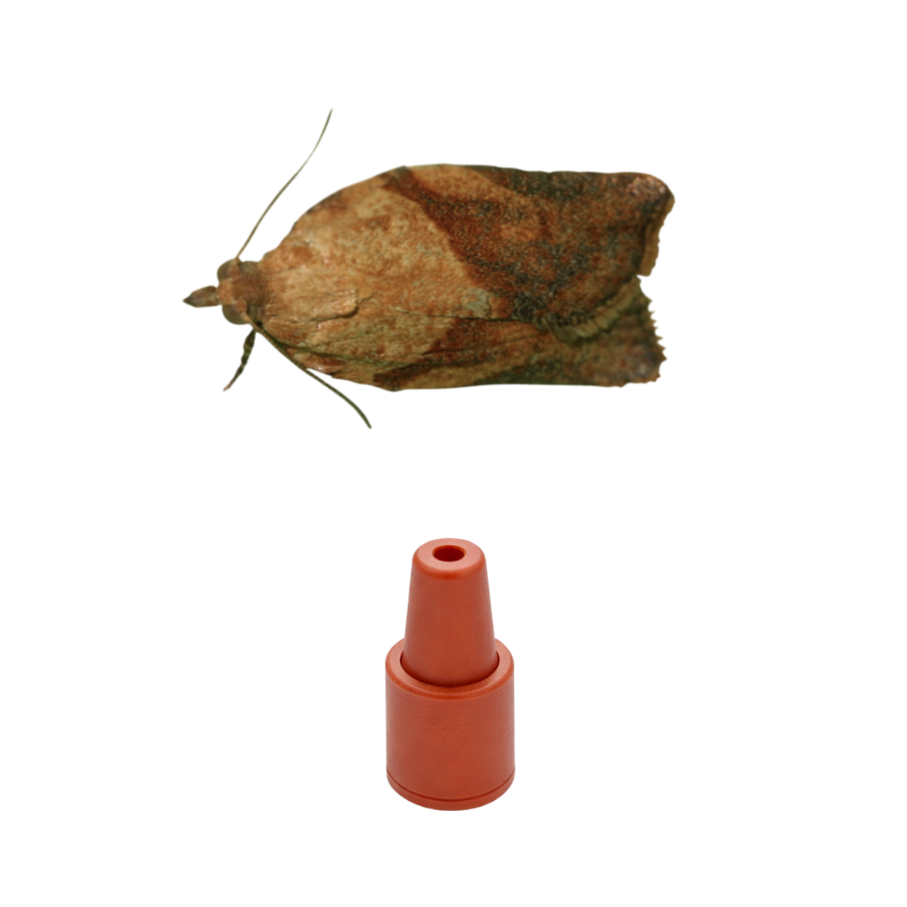 Light Brown Apple Moth (Epiphyas postvittana) Lure