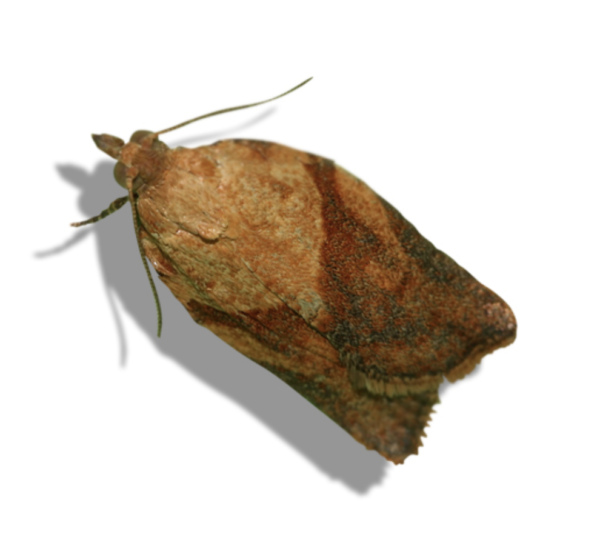 Light Brown Apple Moth (Epiphyas postvittana) Lure