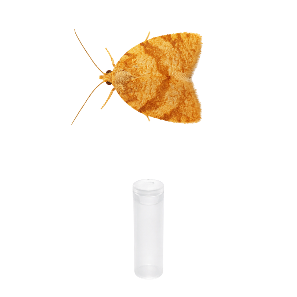 Summer fruit tortrix (Adoxophyes orana) Lure