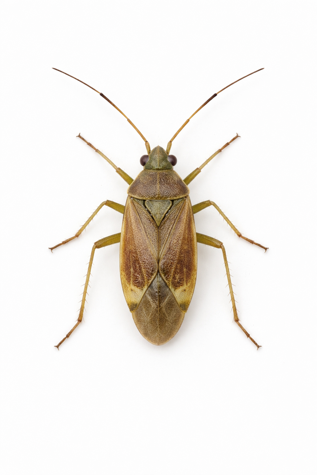 Tarnished plant bug (Lygus rugulipennis) Lure