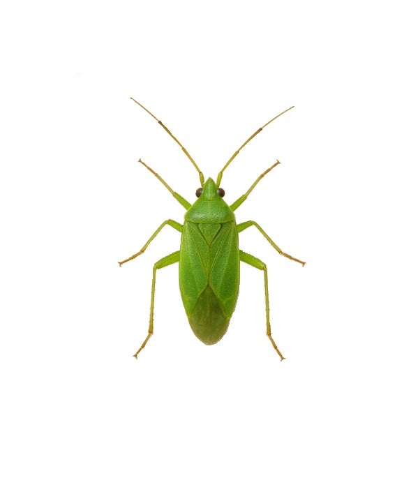 Common green capsid (Lygocoris pabulinus) Lure