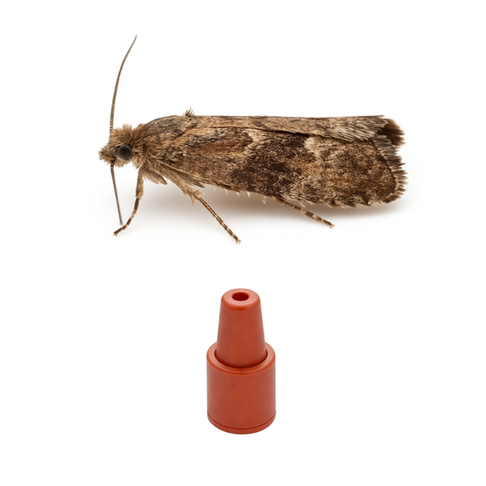 Apple Seed Moth (Grapholita lobarzewskii) Lure