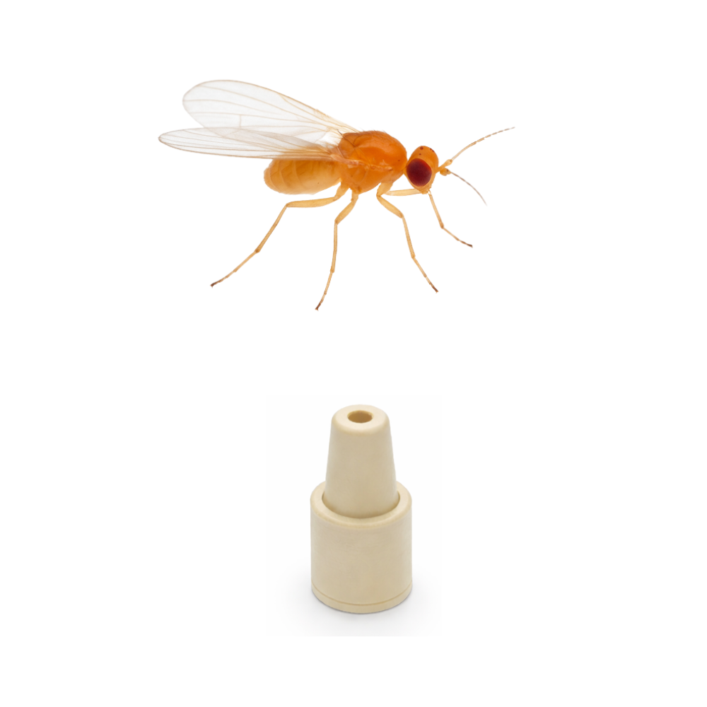 Blackberry Leaf Curl Midge (Dasineura plicatrix) Lure