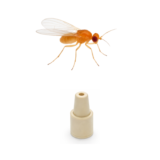 Blackberry Leaf Midge (Dasineura plicatrix) Lure