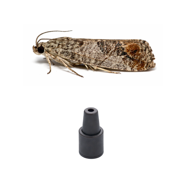 Codling moth (Cydia pomonella) Lure – Russell CropCare