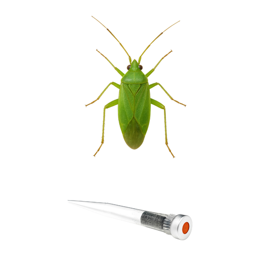 Common green capsid (Lygocoris pabulinus) Lure