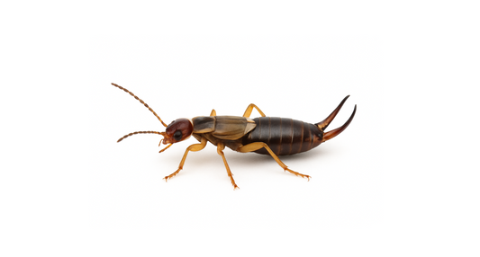 Earwig Tablet (Forficula auricularia) Lure