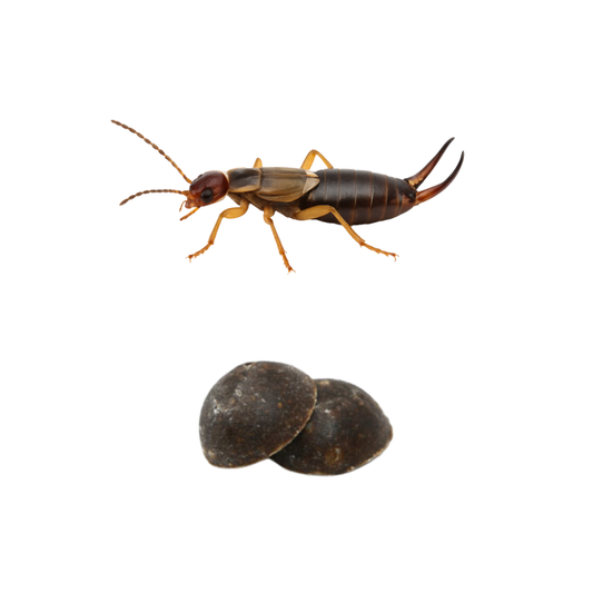 Earwig Tablet (Forficula auricularia) Lure