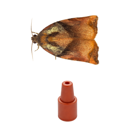 Fruit Tree Tortrix Moth (Archips podana) Lure