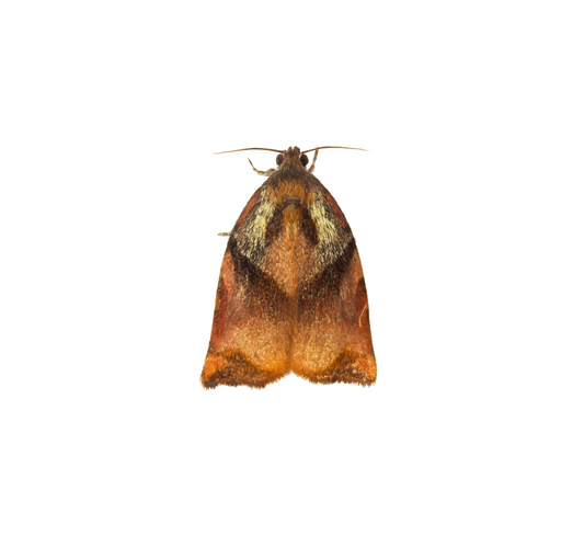 Fruit Tree Tortrix Moth (Archips podana) Lure