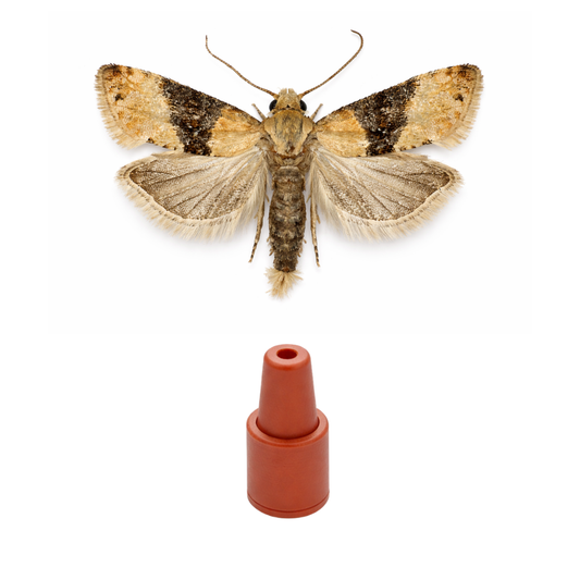 Vine Moth (Eupoecilia ambiguella) Lure
