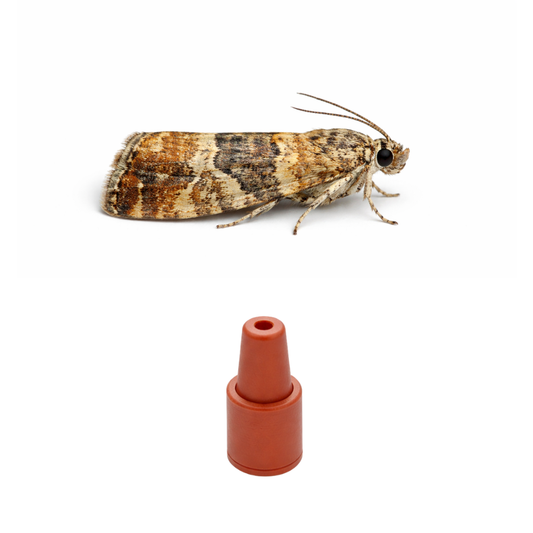 Grapevine Moth (Lobesia botrana) Lure