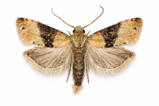 Grape Berry Moth (Eupoecilia ambiguella) Lure