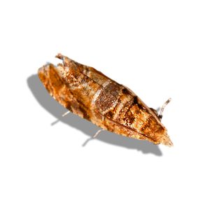 Grapevine Moth (Lobesia botrana) Lure