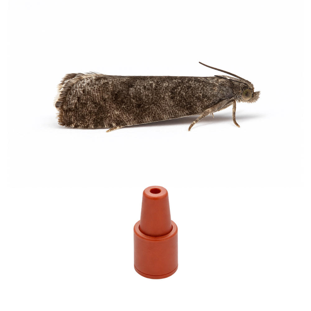 Plum moth (Grapholita funebrana) Lure