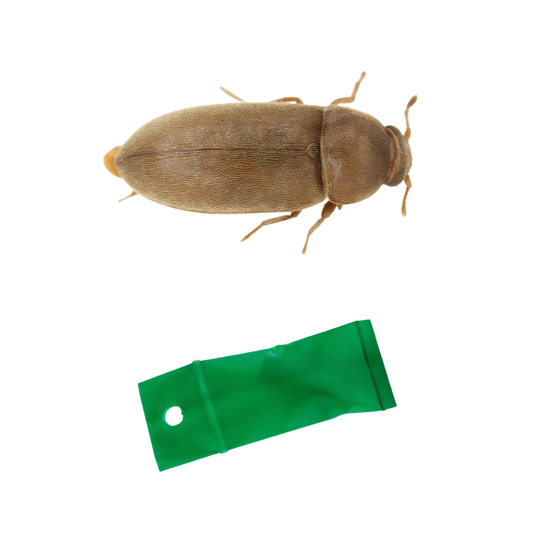 Raspberry Beetle (Byturus tomentosus) Lure