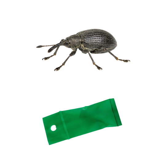Strawberry blossom weevil (Anthonomus rubi) Lure