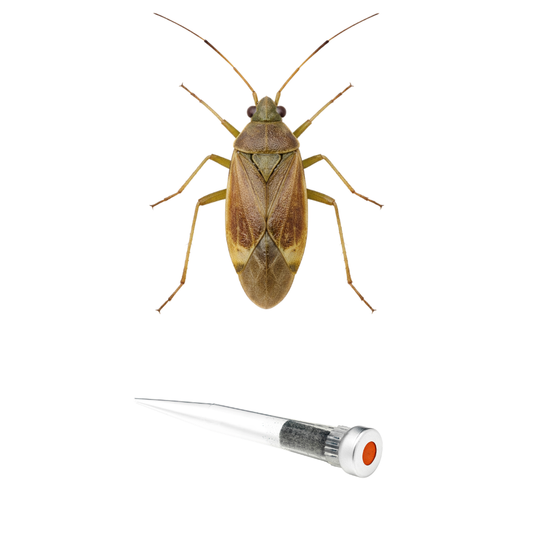 Tarnished plant bug (Lygus rugulipennis) Lure