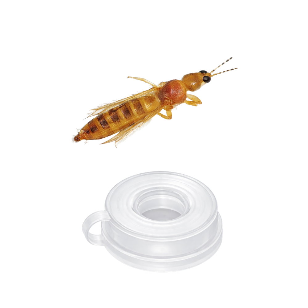 Western flower thrips (Frankliniella occidentalis) Lure